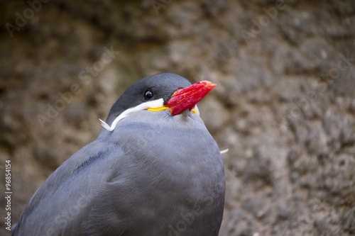 Inca Tern (Larosterna inca) © fluffandshutter