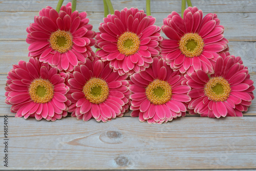 pink yellow gerber daisies in a border row on grey old wooden shelves background with empty copy space