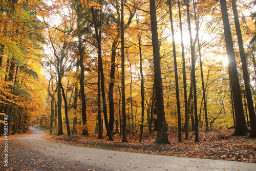 Herbstwald photo