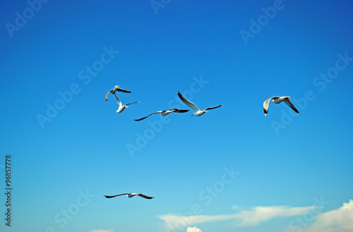 birds in the sky background