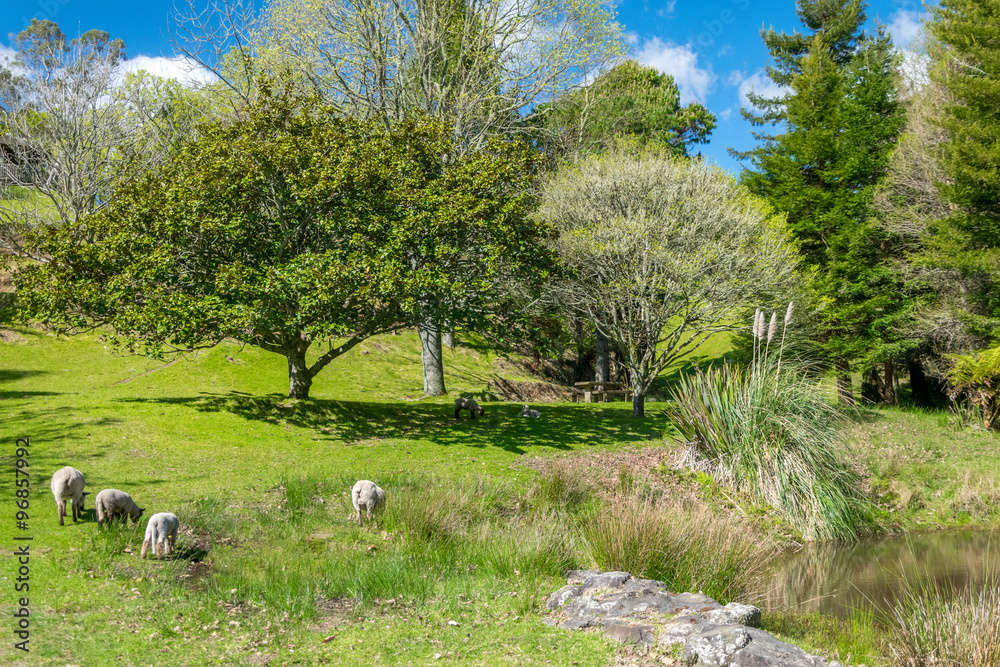 Spring day at McLaren Falls Park,New Zealand Spring day at McLaren Falls Park,New Zealand