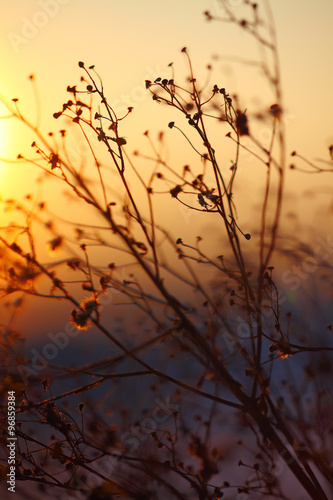 silhouette of dried  plant on a background sunset