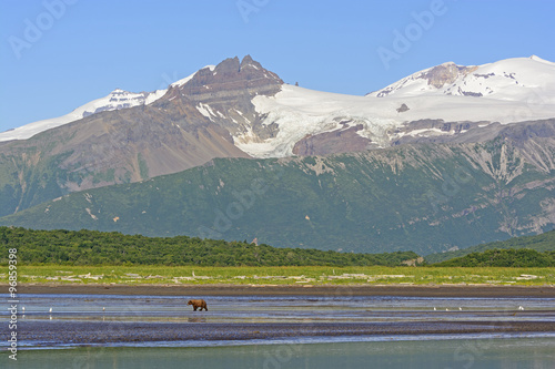 Grizzly Bear Bear Walking on a Tidal Flat Beneath the Mountains