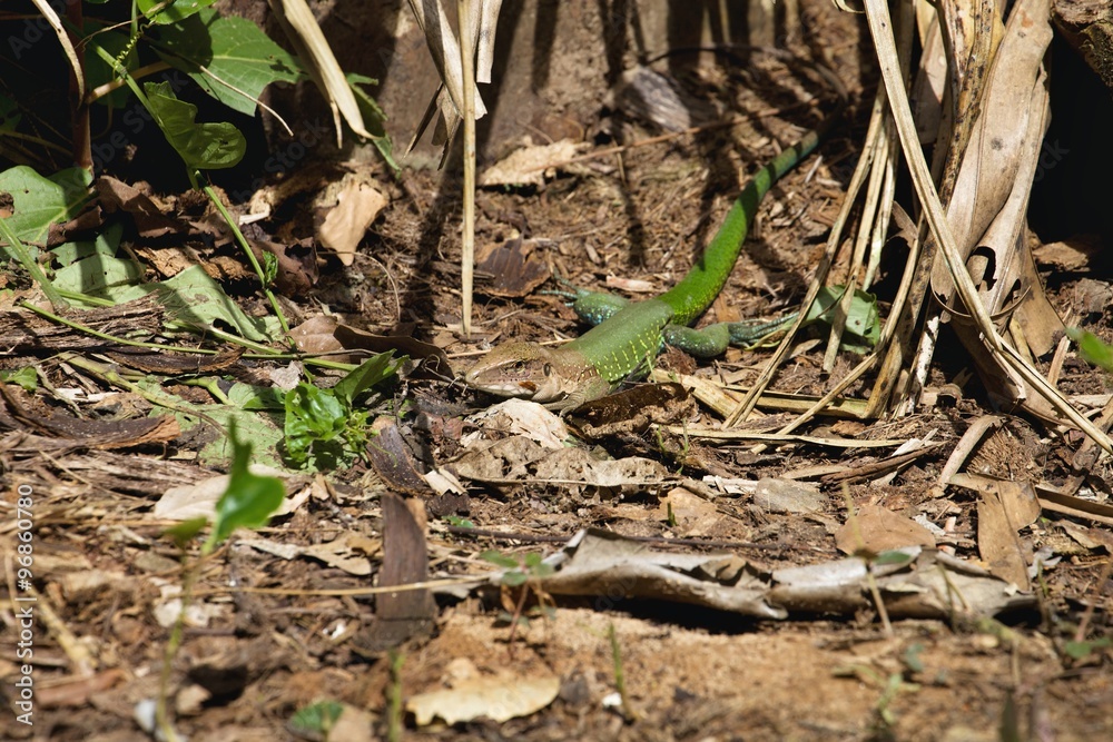 Ameiva ssp.Lake Sandoval, Amazonia, Peru Ameiva ssp.Lake Sandoval, Amazonia, Peru
