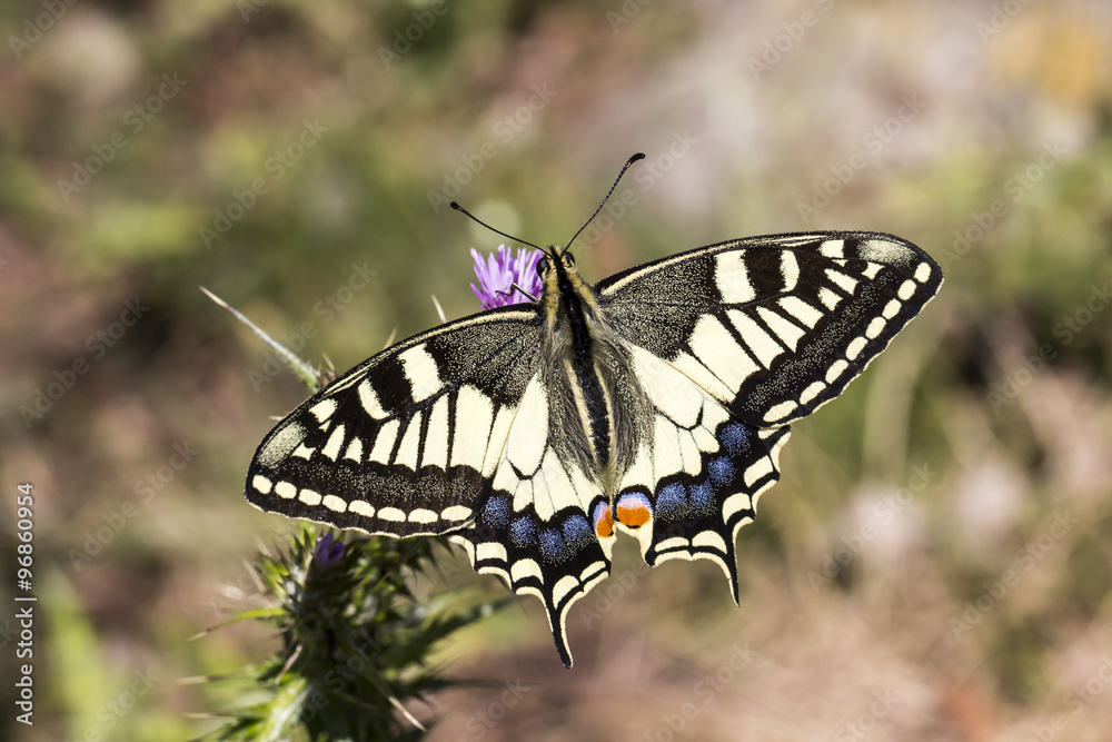 Papilio machaon, Swallowtail butterfly from Italy, Europe Papilio machaon, Swallowtail butterfly from Italy, Europe
