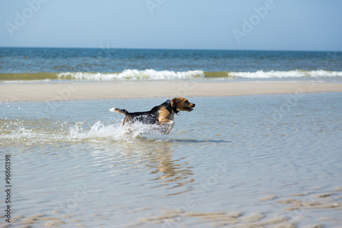 Fototapeta Naklejka Na Ścianę i Meble -  Beagle geniesst Sylter Strand