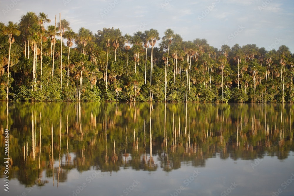tropical rain forest, Lake Sandoval, Amazonia, Peru tropical rain forest, Lake Sandoval, Amazonia, Peru
