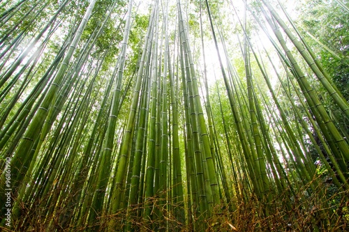 Bamboo Grove in Kyoto Japan