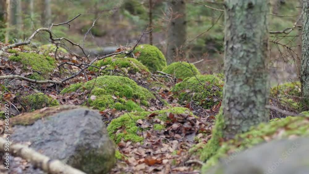 Dolly shot of a moss-covered rock formations of Kaltenes Kalvas, Latvia Dolly shot of a moss-covered rock formations of Kaltenes Kalvas, Latvia