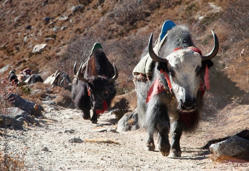 Caravan of yaks going to Everest base camp #96862578
