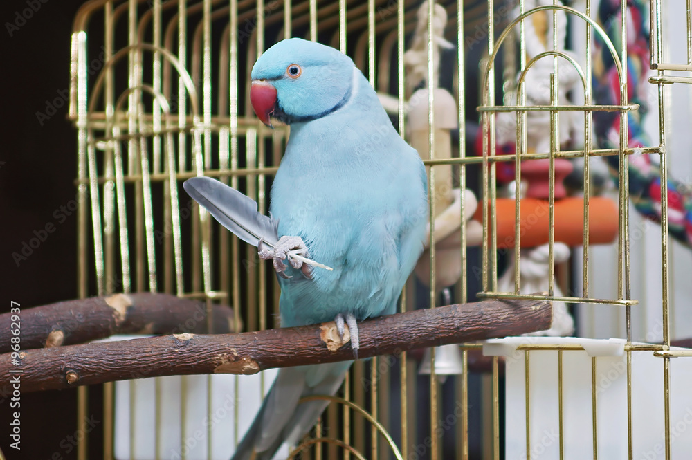 Blue Indian Ringneck Parakeet holding its feather Stock Photo | Adobe Stock