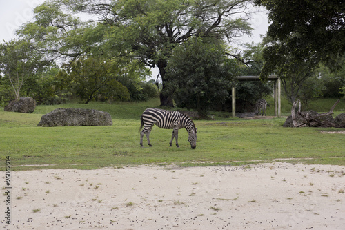 Miami Zoo, Florida, USA - Grévy's zebra photo