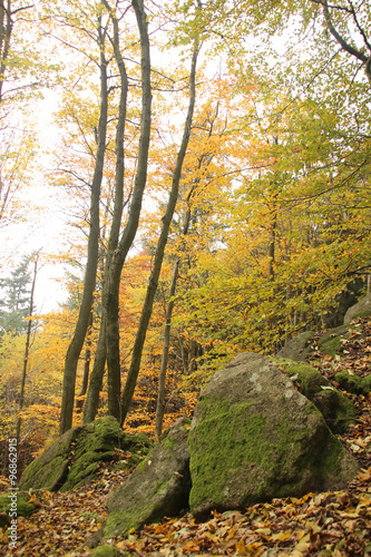 Herbstwald photo