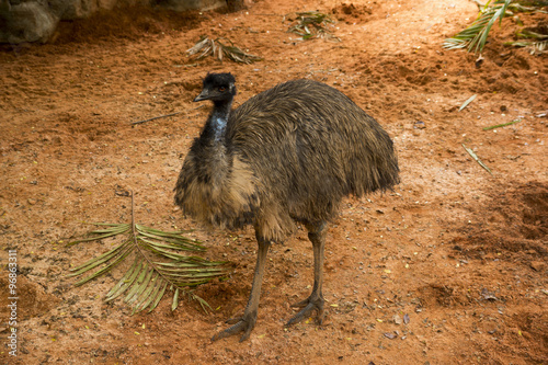 Miami Zoo, Florida, USA - Emu photo