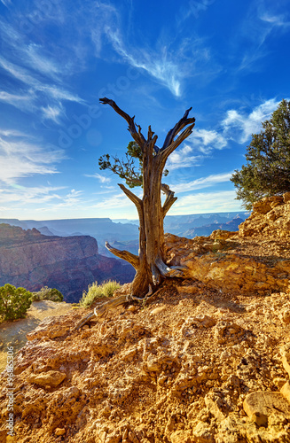 Grand Canyon, Baum 02