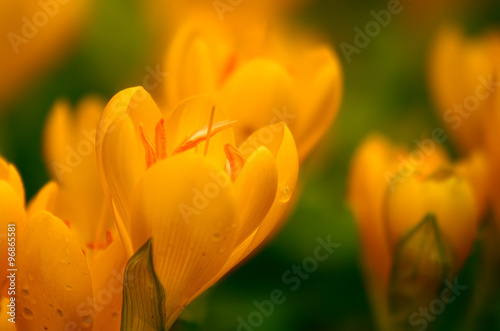 Yellow Crocuses With Rain Drops