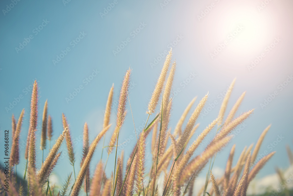 Fototapeta premium Beautiful grass flower with sunset background. Filter : Pastel effected.