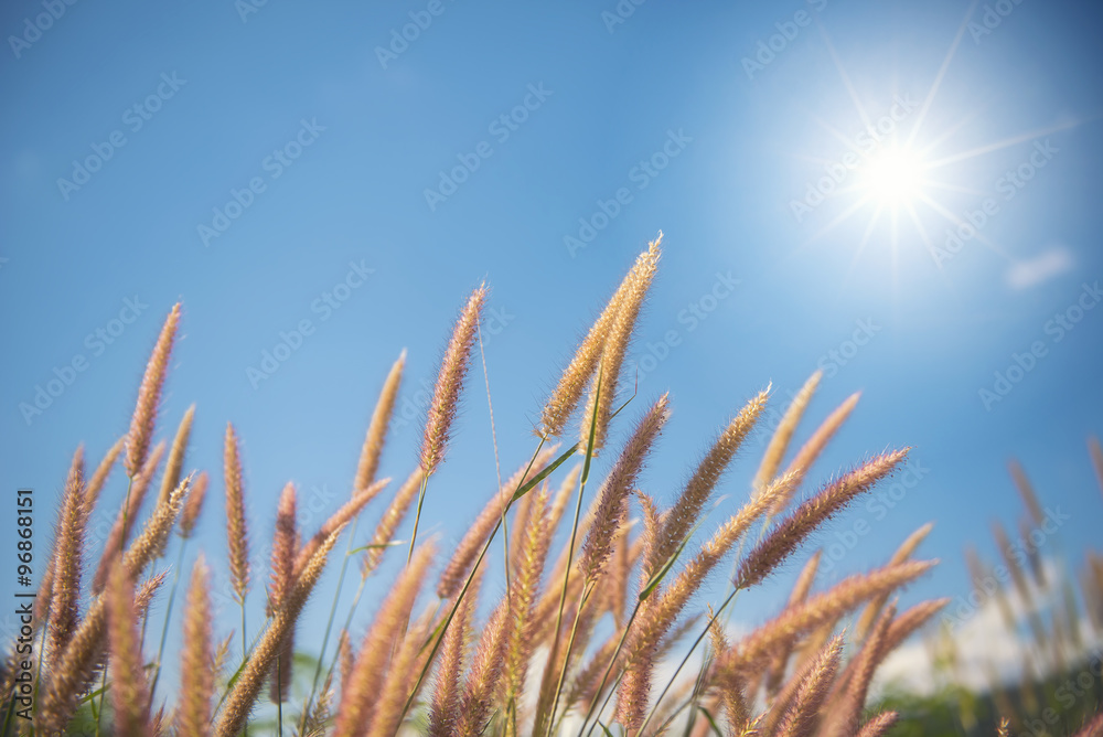 Beautiful grass flower with sunset background. Beautiful grass flower with sunset background.