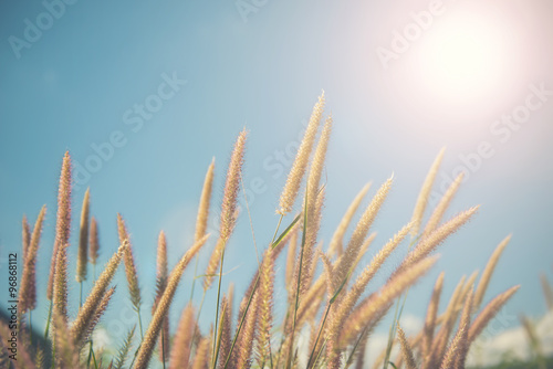 Beautiful grass flower with sunset background. Filter   Pastel effected.