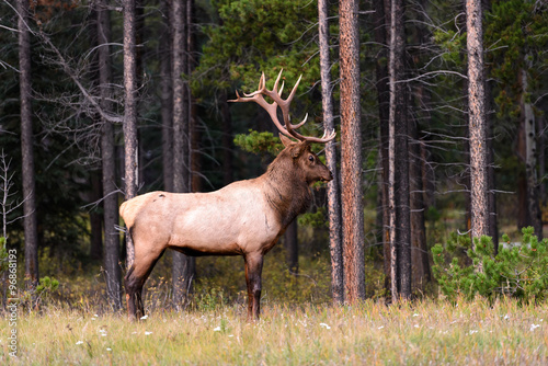 Bull elk stretching posing