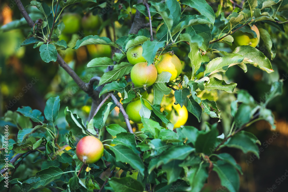 Branch of apple tree close up