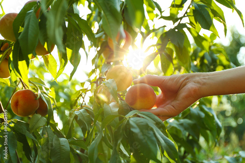 Female hand picking peach from tree