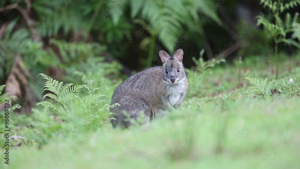 Red-necked Pademelons (Thylogale thetis) in Lamington National Park,Australia Red-necked Pademelons (Thylogale thetis) in Lamington National Park,Australia