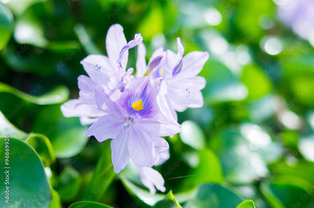 water hyacinth flower at tokyo(prefectures)tourism of Japan「奈良県橿原市・ホテイアオイの群生」 water hyacinth flower at tokyo(prefectures)tourism of Japan「奈良県橿原市・ホテイアオイの群生」