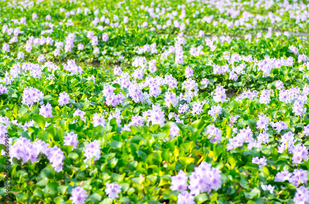 water hyacinth flower at tokyo(prefectures)tourism of Japan「奈良県橿原市・ホテイアオイの群生」