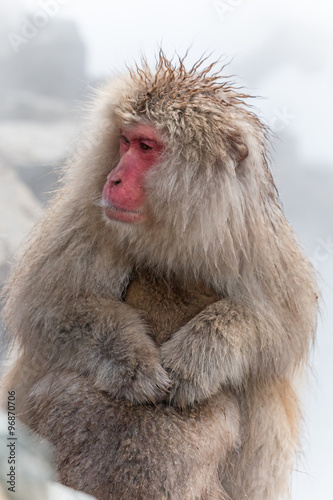 クールな表情のおさるさん　Monkey of the dandy expression © norikko