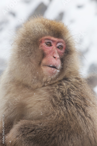 雪山のおさるさん　 Monkey of the wild expression © norikko