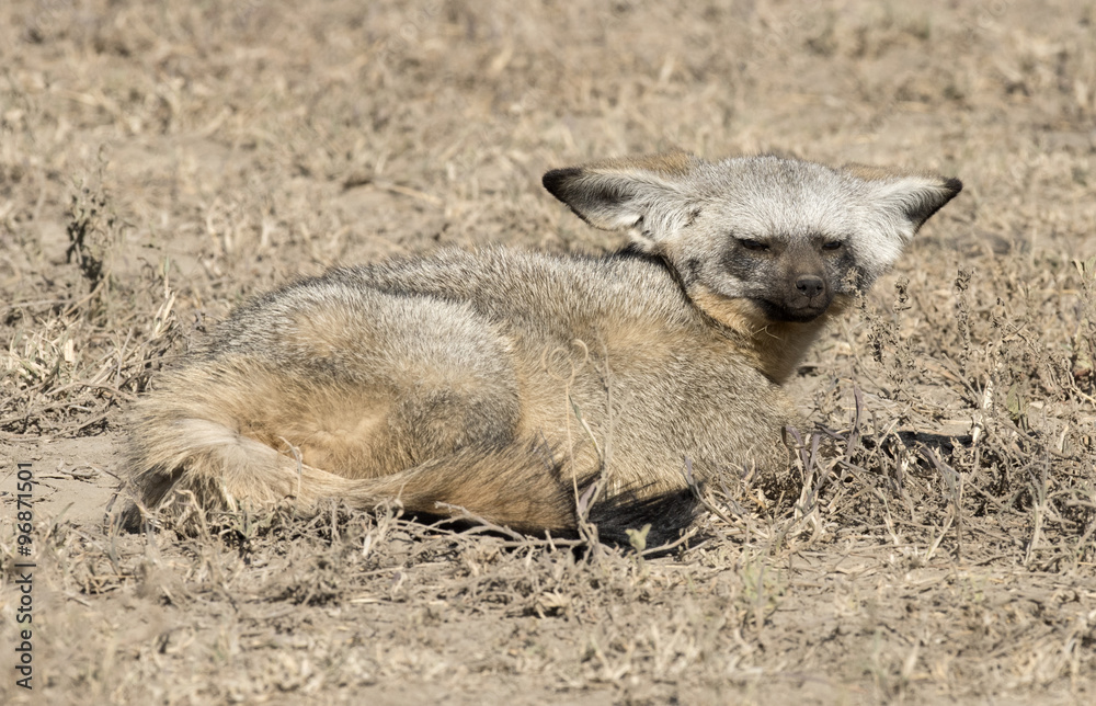 Africa, Tanzania Serengeti National Park , bat eared foxes Africa, Tanzania Serengeti National Park , bat eared foxes