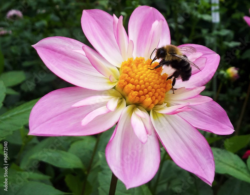 white and pink flower with ...