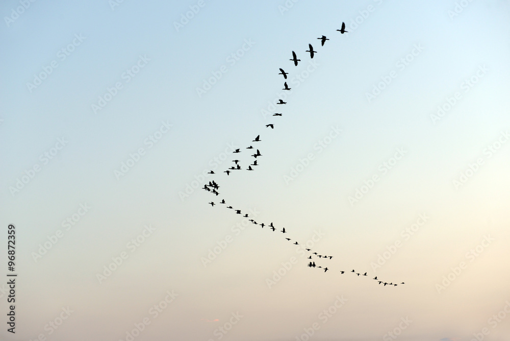 A flock of birds flying on sky background at sunset