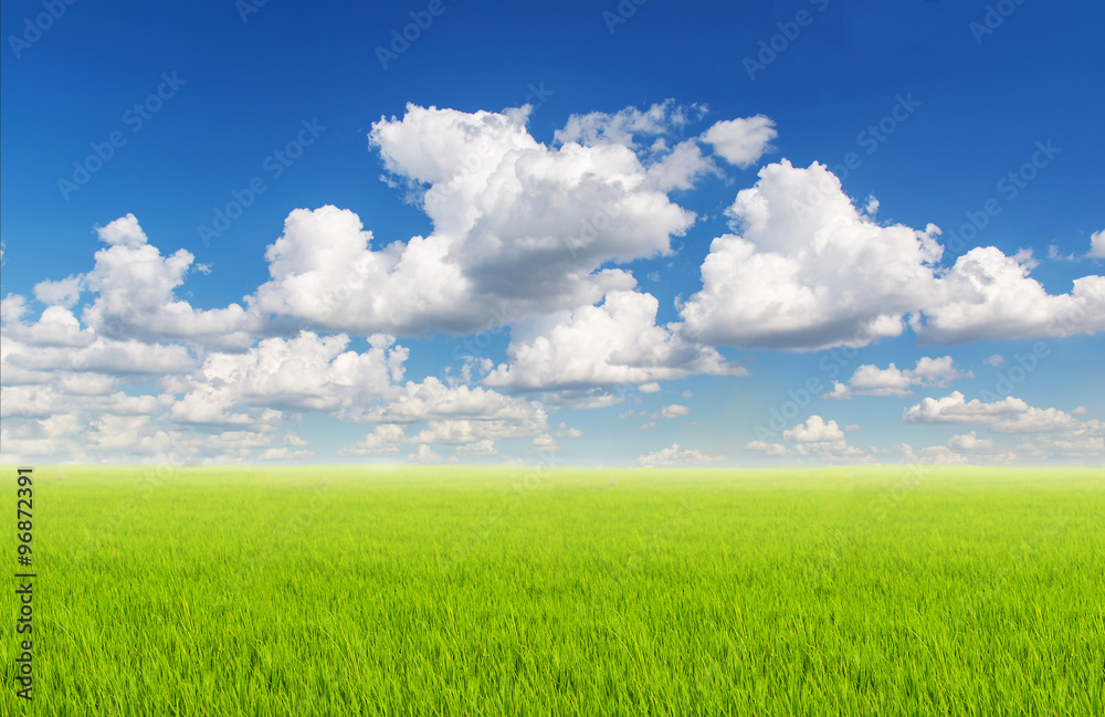 field on a background of the blue sky field on a background of the blue sky