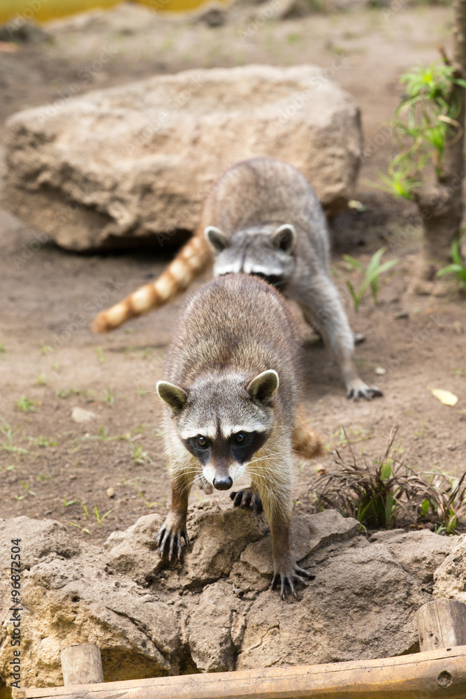 Obraz premium Raccoon