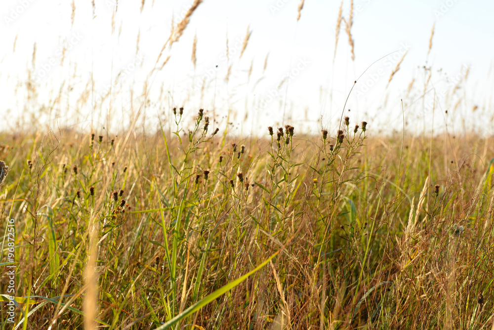Close up view on a beautiful field Close up view on a beautiful field