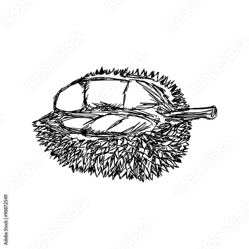 illustration vector doodle hand drawn of sketch durian isolated.