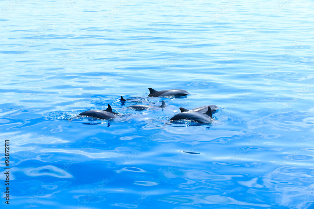 Obraz premium dolphins
