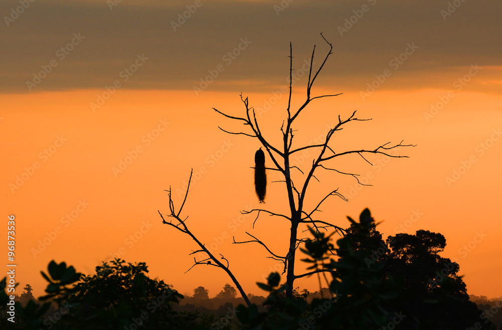 Obraz premium National park Uda Walawe, Sri Lanka. Asia.
