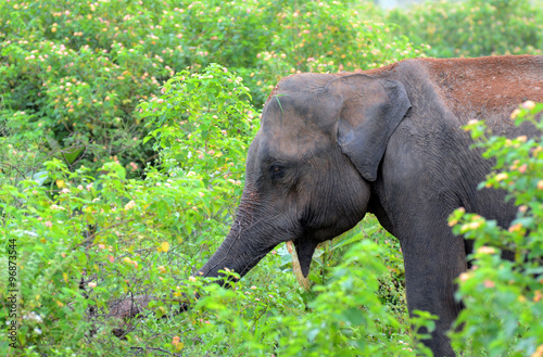 Elephant. National park Uda Walawe, Sri Lanka. Asia. photo