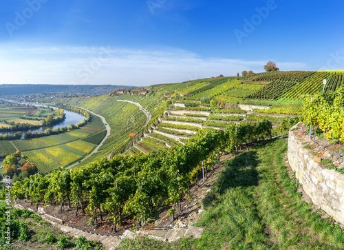 Weinberge am Neckar  photo