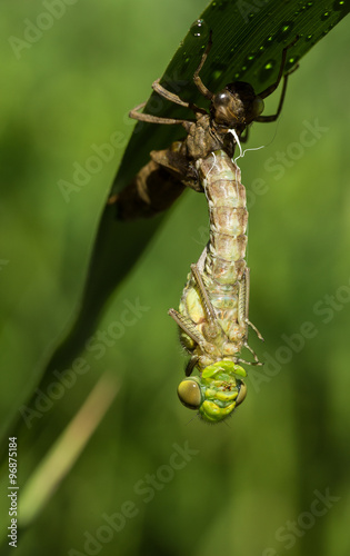 Libelle beim schlüpfen photo