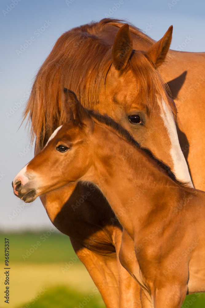 Naklejka premium Portrait mare with colt at sunrise