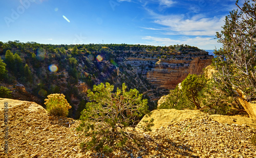 Grand Canyon, Gestrüpp im Gegenlicht bei  Maricopa Point photo