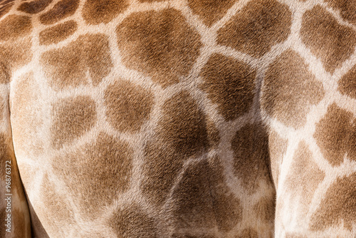 Canvas Print patterned skin giraffe backgrounds