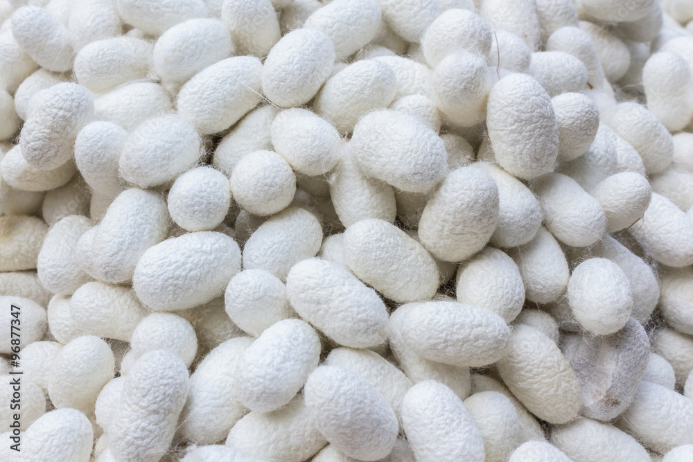 White silkworm cocoon. White silkworm cocoon.