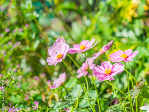 Fototapeta Naklejka Na Ścianę i Meble -  Blossom pink flower in a beautiful day.