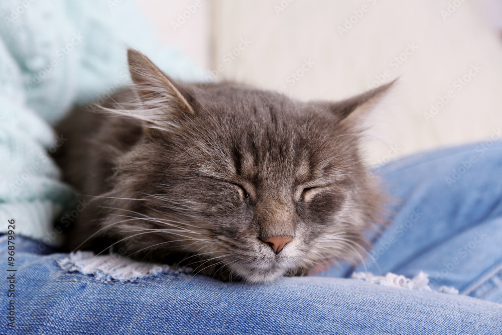 Grey lazy cat sleeping on woman's knees in the room