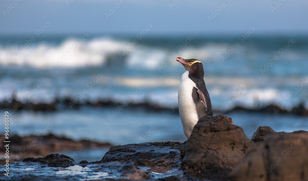 Fototapeta premium Close up of yellow-eyed penguin (Megadyptes antipodes), Curio Bay, New Zealand.
